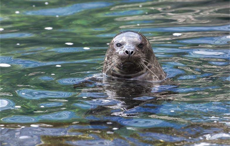 Harbor seal pup at the New York Aquarium. CREDIT: Julie Larsen Maher © WCS. 